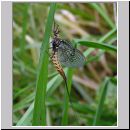 Ephemera danica - Eintagsfliege 02.jpg